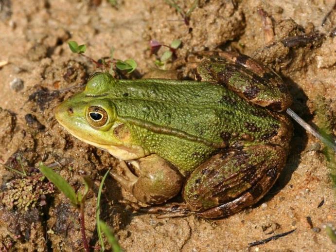 ridibunda) Marsh Frog