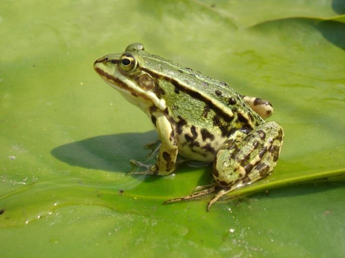 Frog (Rana esculenta)