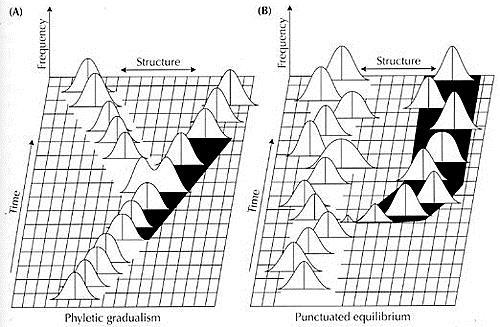 Phyletic Gradualism versus Punctuated Equilibrium stasis speciation stasis Punctuated