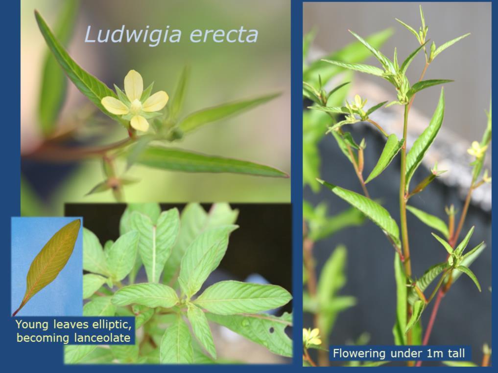 Ludwigia erecta is a small, upright, sparsely