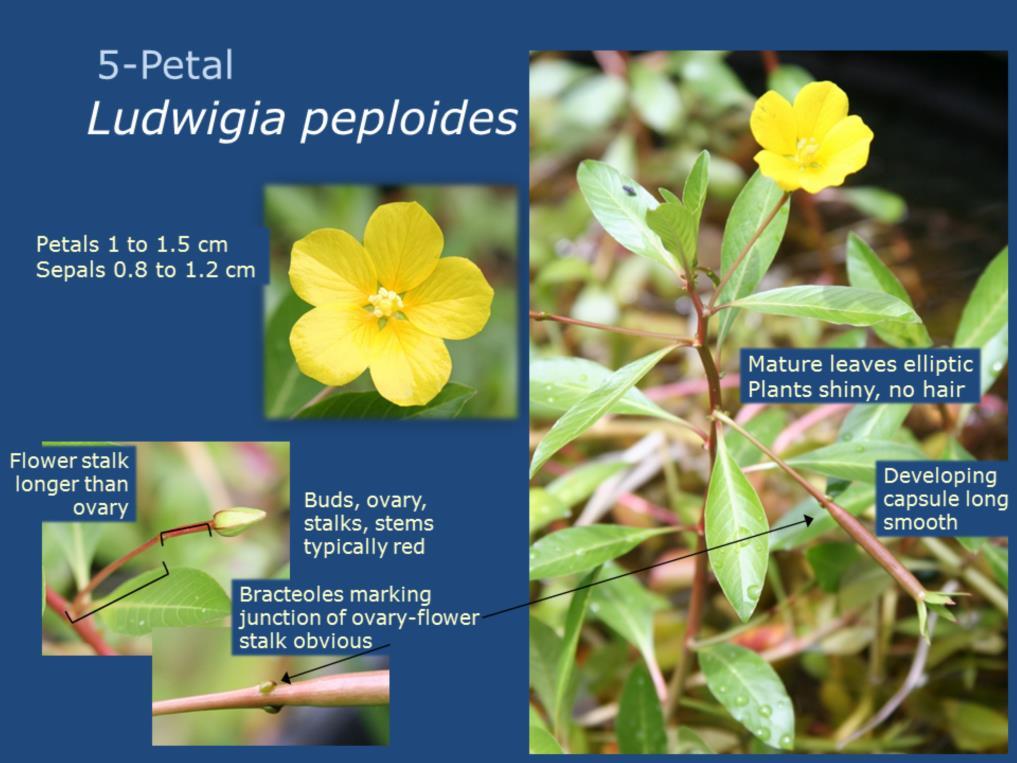 Easy to recognize as the overall smallest 5-petal Ludwigia species, L. peploides is a more delicate and comparatively smaller plant which lacks hair.