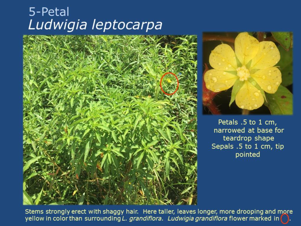 There are only a few native emergent species of Ludwigia that we commonly work among that may initially be confused with our new invasive group (L. hexapetala and L. grandiflora).