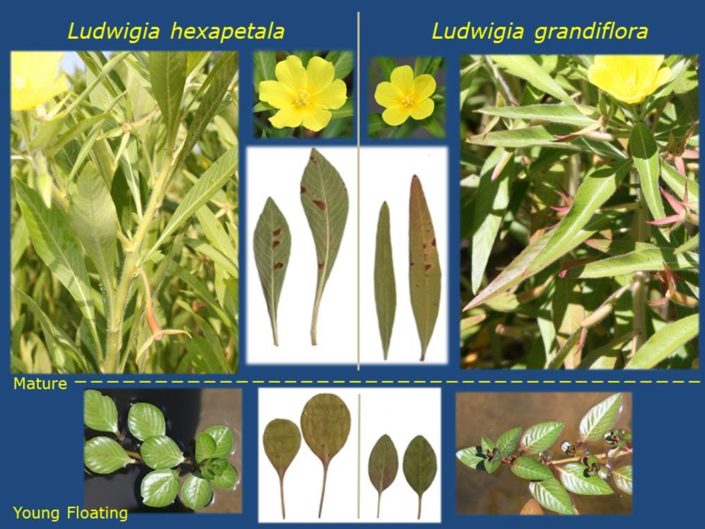 A sampling of comparative characterstics of Ludwigia hexapetala and