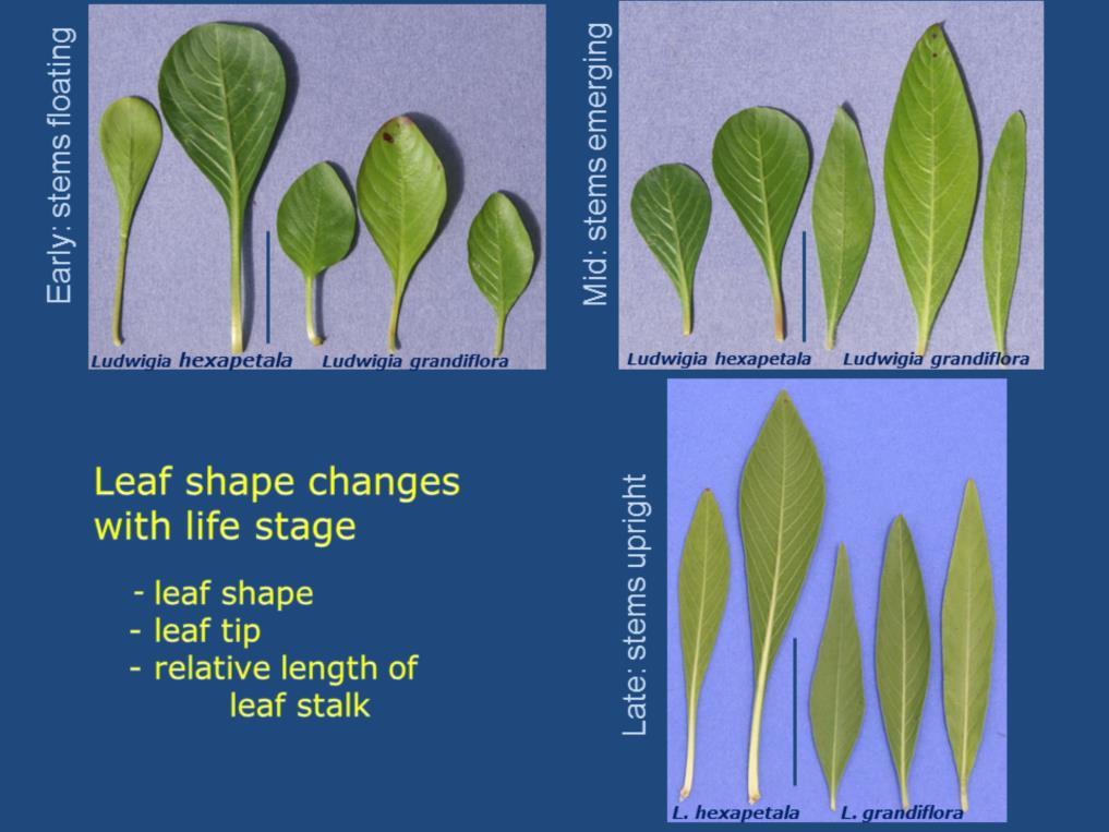 Be aware of the importance of life stage in leaf shape and make comparisons between potential species at the same growth phase.