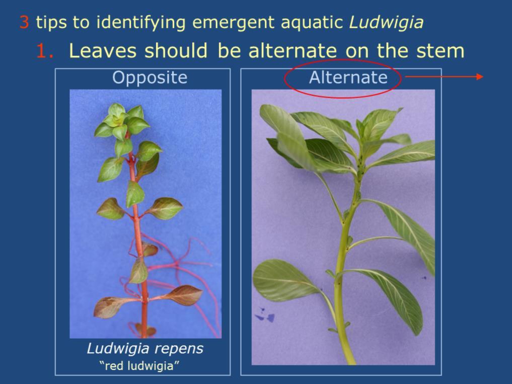For all emergent aquatic Ludwigia leaves are arranged in an alternate fashion on the stem.