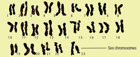 One chromosome from each parent. 22 pairs control characteristics only, but one of the pairs carries the genes that determine sex.