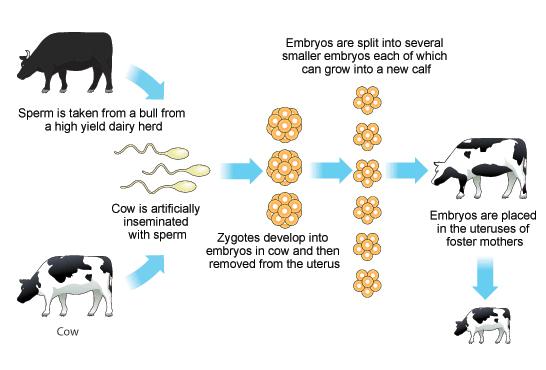 Embryo transplants: This is how we copy lots of the same animal embryo.