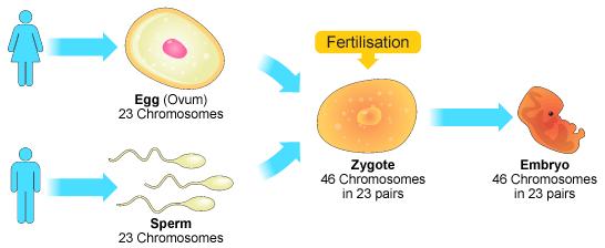 Sexual and asexual reproduction 6.1 Reproduction Asexual reproduction involves only one parent and no fusion of gametes. There is no mixing of genetic information.