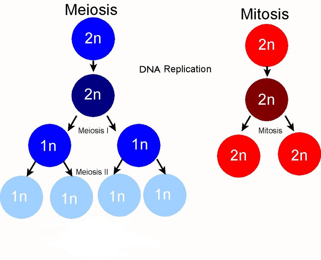 (makes eggs in ovaries sperm in scrotum) Meiosis and Mitosis compared Meiosis only makes gametes: eggs and sperm or pollen Mitosis happens in asexual reproduction or normal growth Cells in
