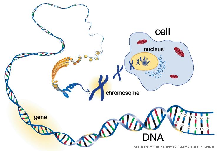 DNA The genetic material in the nucleus of a cell is composed of a chemical called DNA (deoxyribonucleic acid). DNA is a polymer made up of two strands forming a double helix.