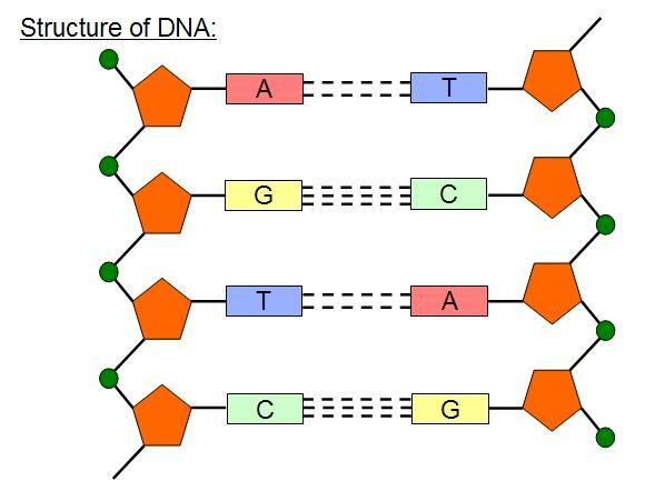 Protein synthesis Genes code for protins. Proteins are made from chains of amino acids. A sequence of three bases on DNA is the code for a particular amino acid.