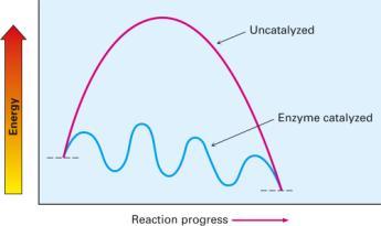 Describing a Reaction: Intermediates Biological reactions occur at physiological conditions Must have low activation energy Must release energy in relatively small amounts Enzyme catalyst changes the