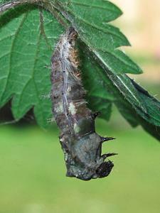 Red Admiral larva preparing for pupation Red