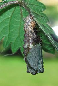 Red Admiral larva completing pupation Fresh Red Admiral