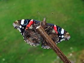 of the forewings. Red Admiral female ab.