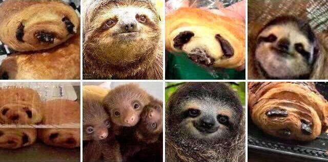 Happy Sloths Love R Packages! install.