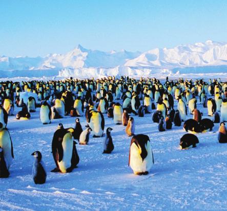 Emperor penguins spend their whole lives in Antarctica. Penguins cannot fly. But they are very good swimmers.