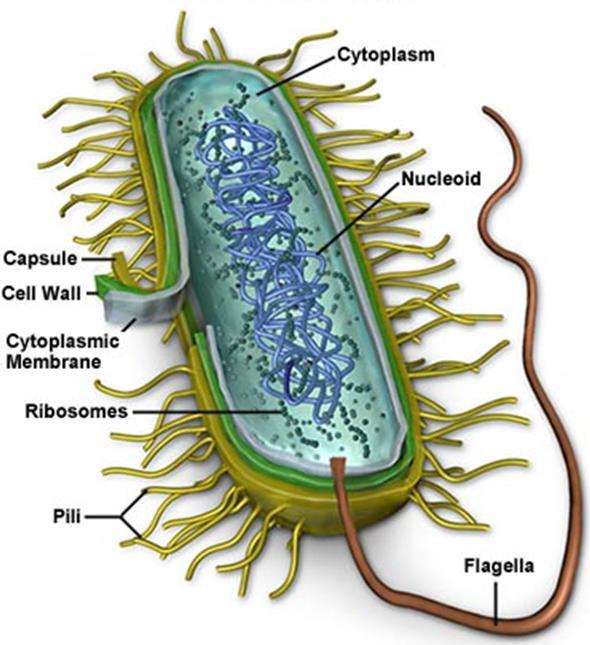 Kingdom Monera(Archaebacteria & All bacteria are prokaryotes Characteristics: 1. No nucleus Eubacteria) 2.