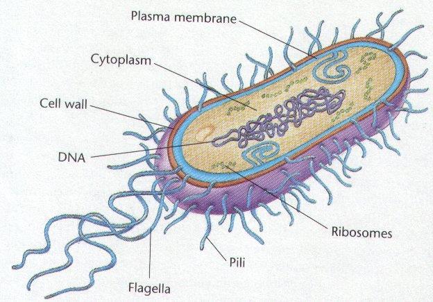Bacterial Structure Very small cell. Lack membrane bound organelles.