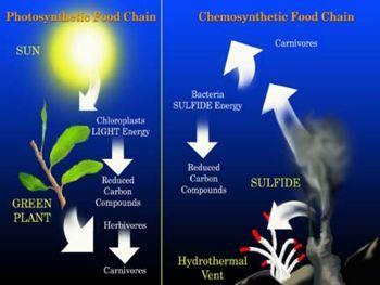 Eubacteria are Chemosynthetic Autotrophs: Make food from chemosynthesis using Sulfur, Nitrogen Metabolism.