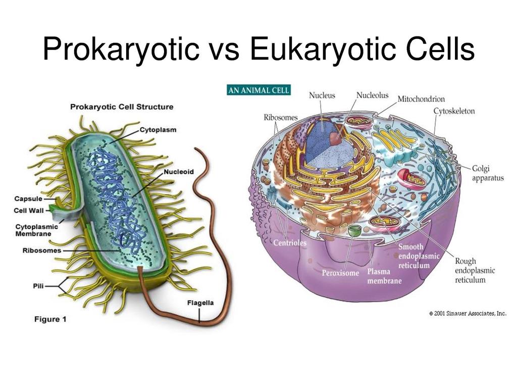 Typically, eukaryotic cells are more complex and much larger than prokaryotic cells.