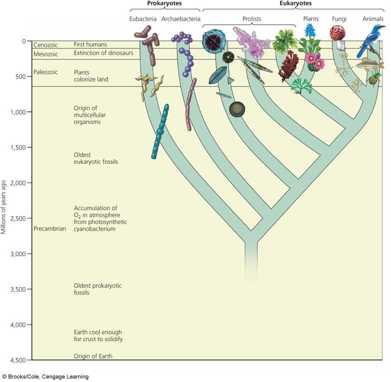 Biological Evolution by Natural Selection Biological evolution (Change in genetic