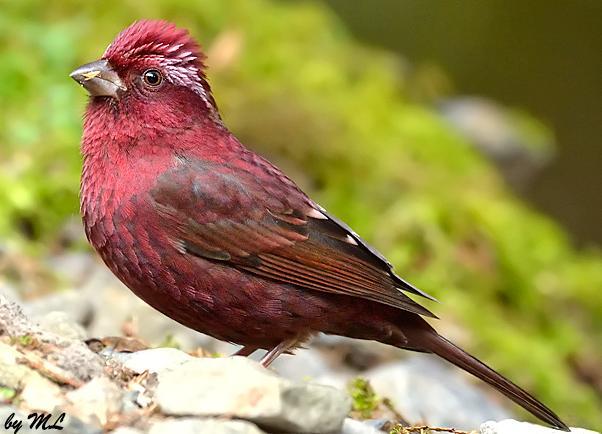 Mode of Speciation in Rose Finches Inferring