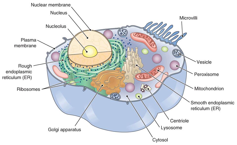 Figure 3-2 A generalized animal cell, sectional view.