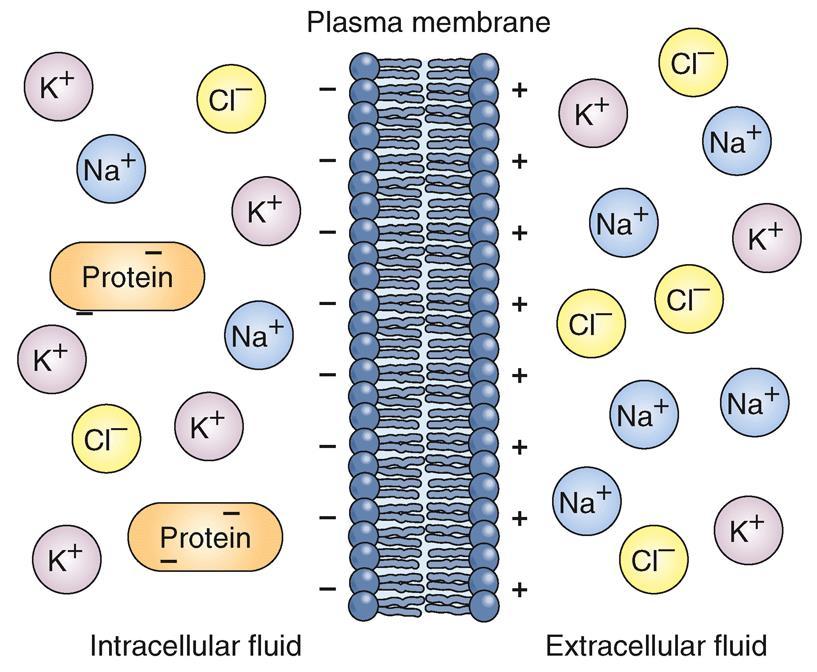 Figure 3-4 The membrane potential.