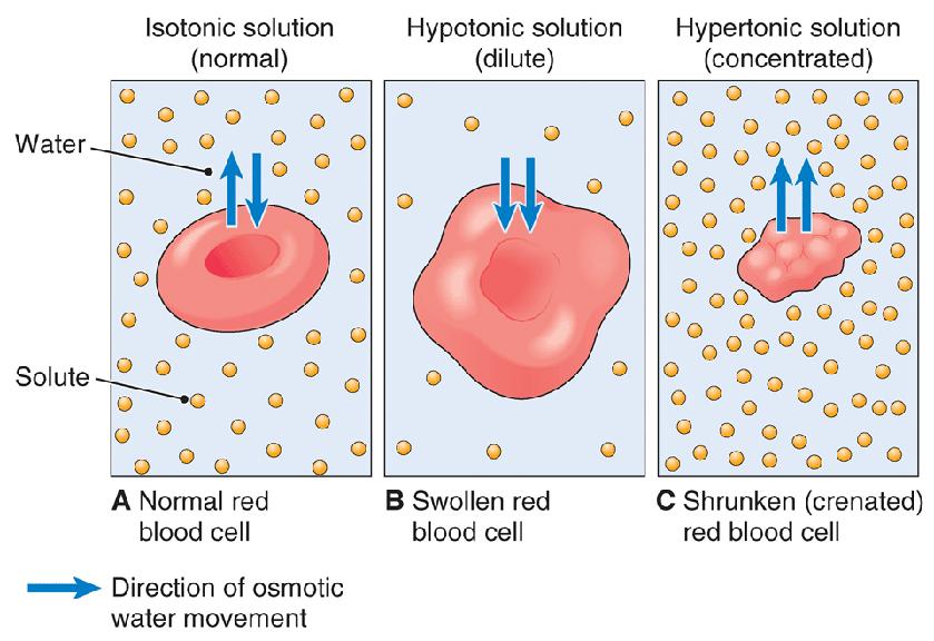 Figure 3-10 The effect of osmosis on cells.
