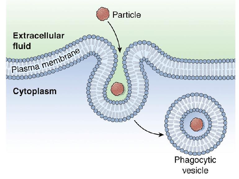 Figure 3-12 Phagocytosis.