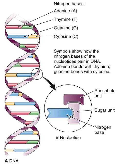Figure 3-15 Structure of DNA.