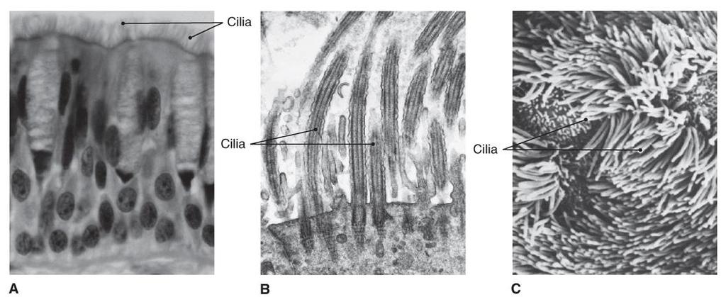 Figure 3-1 Cilia photographed under three different microscopes.