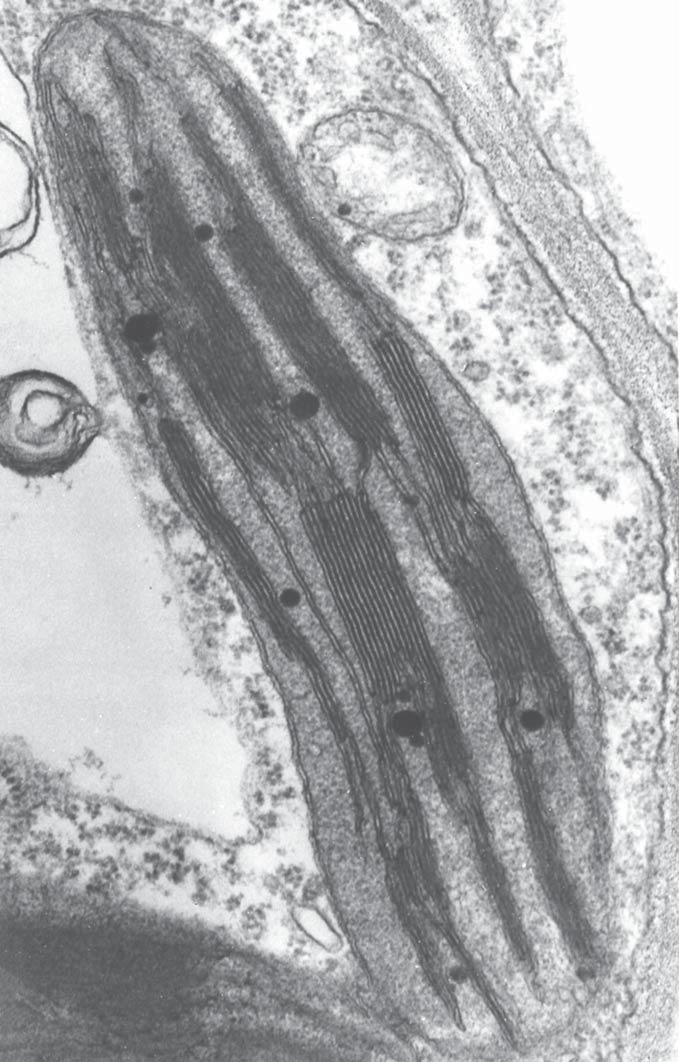 4 3. The electron micrograph below shows part of a palisade cell, including one chloroplast.