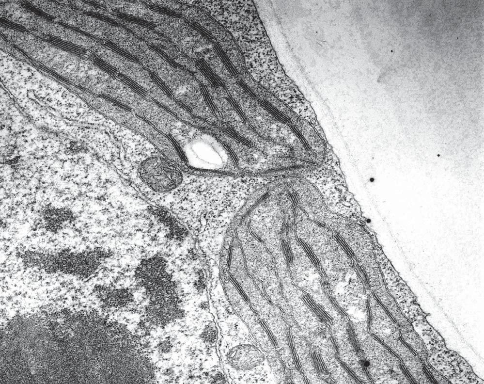 7 3. (a) The electron micrograph shows a section through two chloroplasts. C A B D W10 1074 01 7 Using the letters on the electron micrograph, complete the following table.