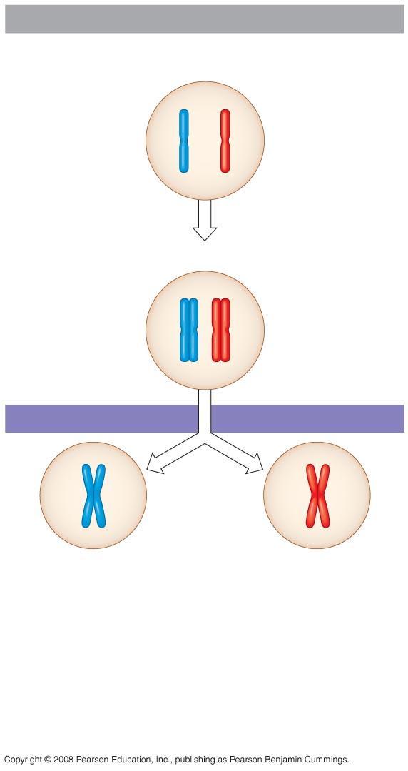 Fig. 13-7-2 Interphase Homologous pair of chromosomes in diploid parent cell Chromosomes replicate Homologous pair of replicated chromosomes