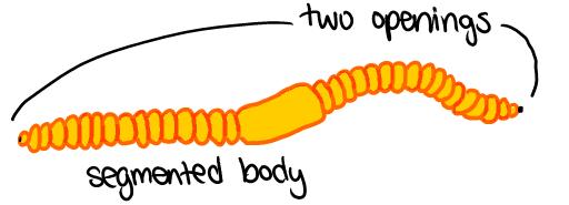 Annelida - segmented worms These have a three layered body plan with bilateral symmetry, divided into ringed segment with some