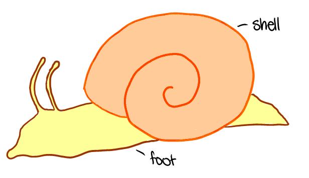 Mollusca - Snails, slugs and octopi These have bilateral symmetry with significant modification, including a muscular foot for