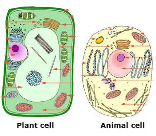 2- What is a cell?