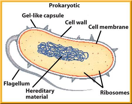 3 Cell Structure Prokaryotic and Eukaryotic cells.