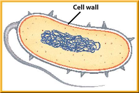 Cell Wall Cell walls are tough, rigid outer coverings that protect cells and give them shape.