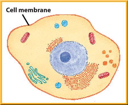 The functions of the Cell Membrane Protection Regulation of what moves in and out of the