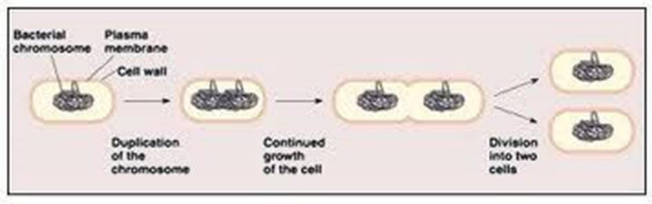 THE CELL CYCLE & MITOSIS Asexual Reproduction: Production of genetically identical offspring from a single parent.
