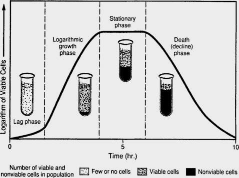 STATION D: GROWTH CURVE 16. What is the difference between viable and nonviable cells? 17. What is happening during the lag phase where there is little growth? 18.