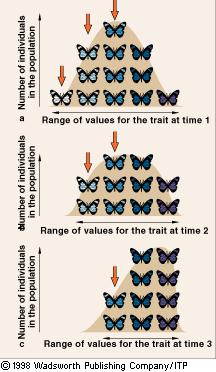 10.2 15 Darwin s Theory Observations of Evolution Natural selection can change the distribution of a trait