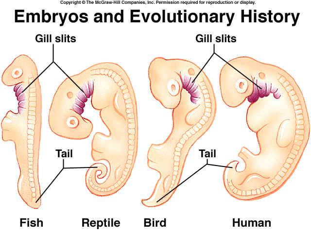 10.2 17 The Darwin s History Observations of Life 4) Comparative Embryology comparing embryos of