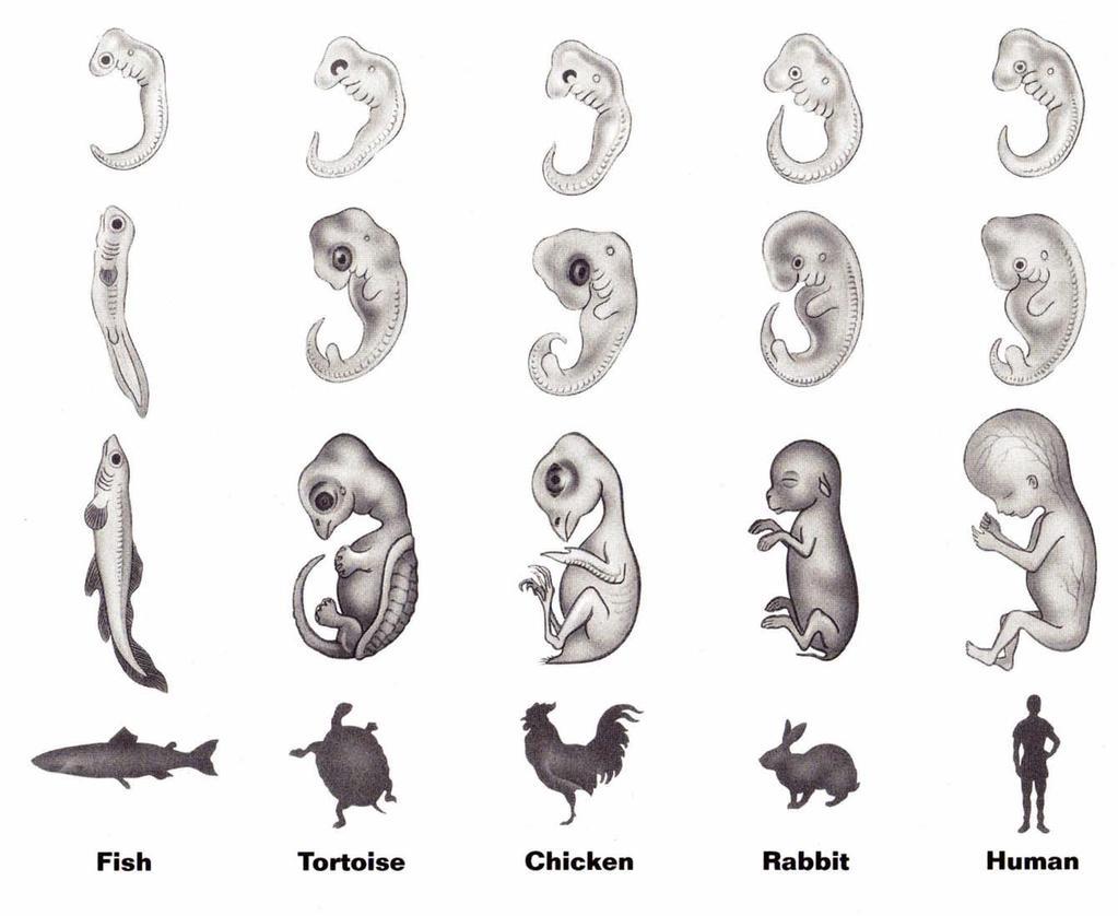10.2 17 The Darwin s History Observations of Life - ex: the embryos of all vertebrates have similar