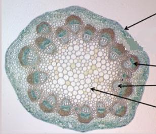 Results of Experiment We see that the Vascular Bundles (xylem and phloem) are arranged in a circle. The phloem faces outside of the circle while the xylem is on the inside.