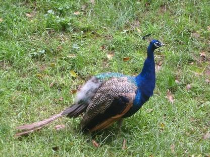 Generally, peahens are attracted to, and mate with, the males with the largest and most colorful tails.