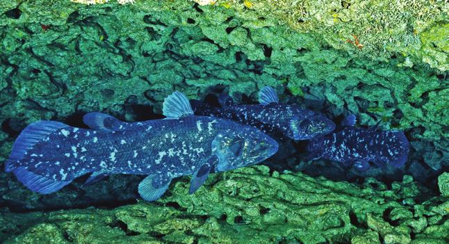 Coelacanths, Indian Ocean (Photo: Peter Timm) Scientific criteria for identifying ecologically or biologically significant marine areas (EBSAs) In 2008, the ninth meeting of the Conference of the